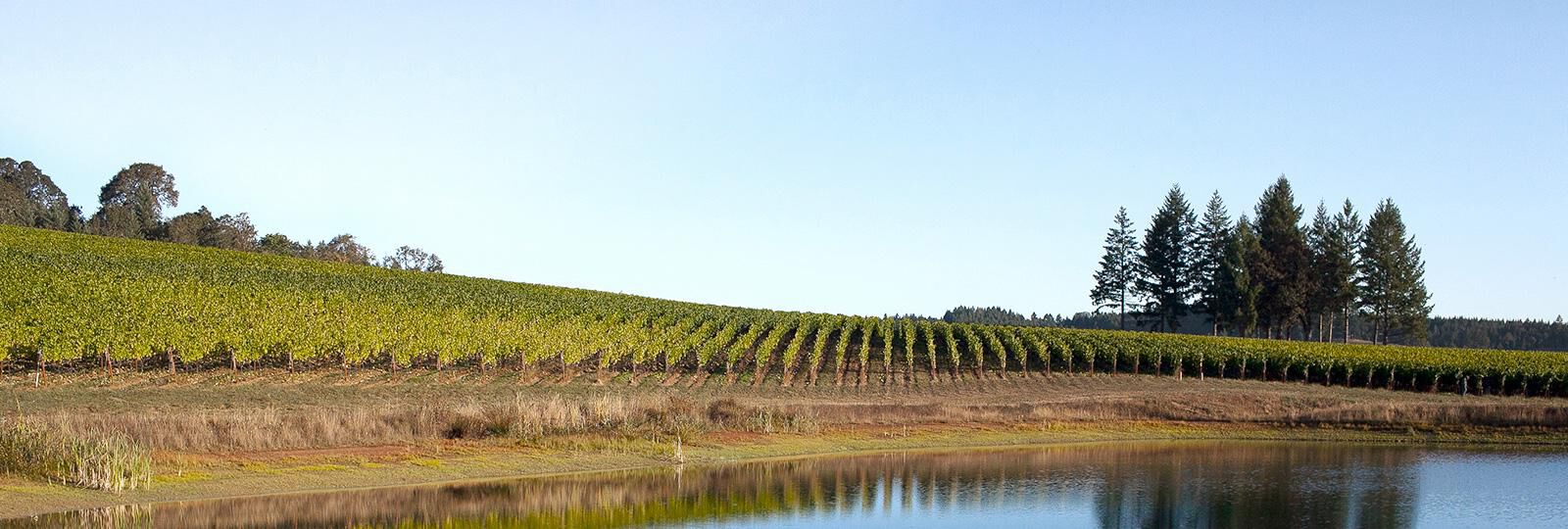 Vineyard