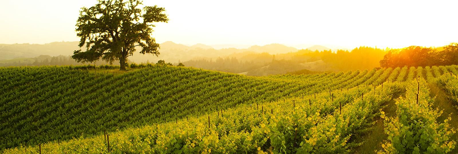 A wine vineyard