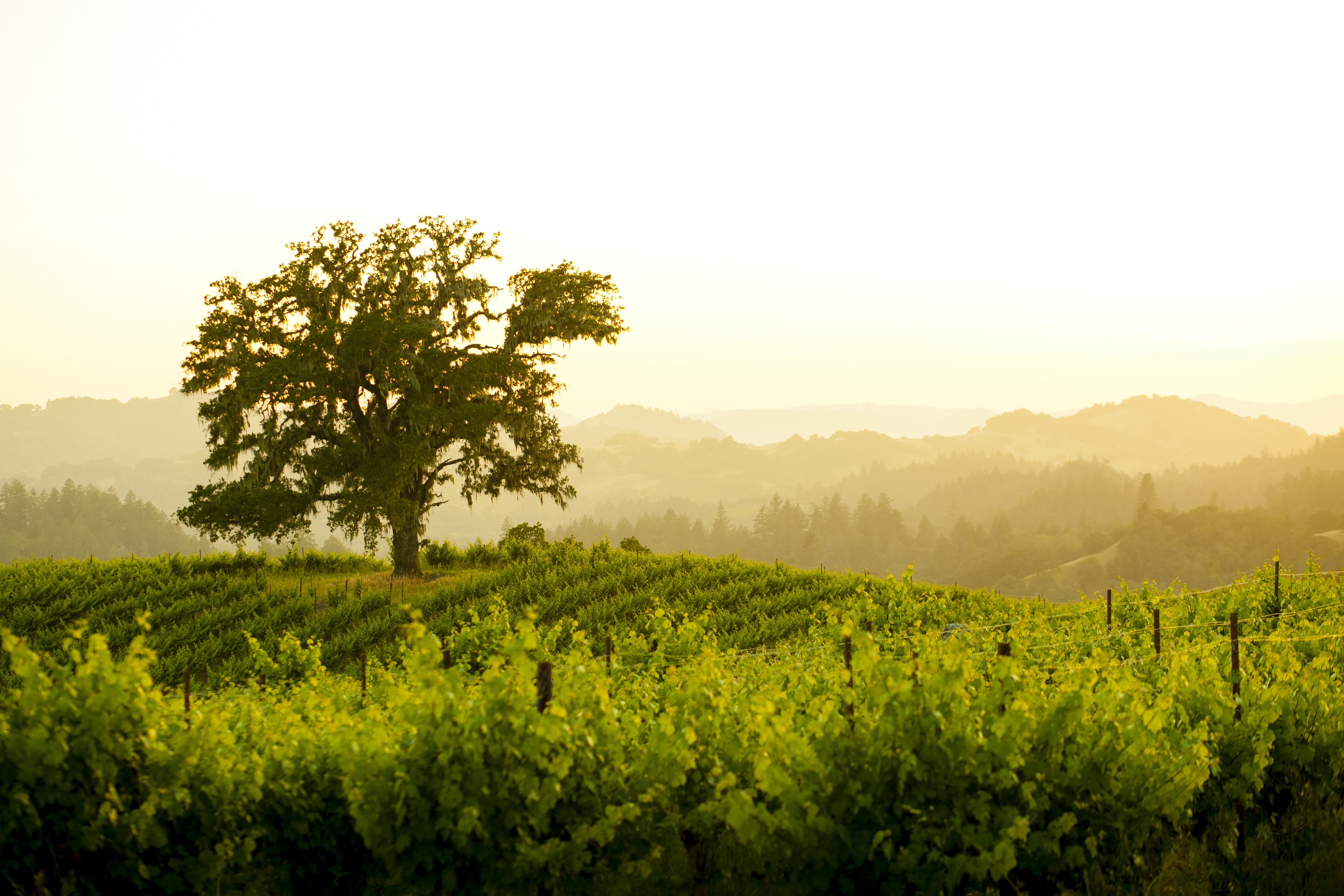 Arrowood Vineyard