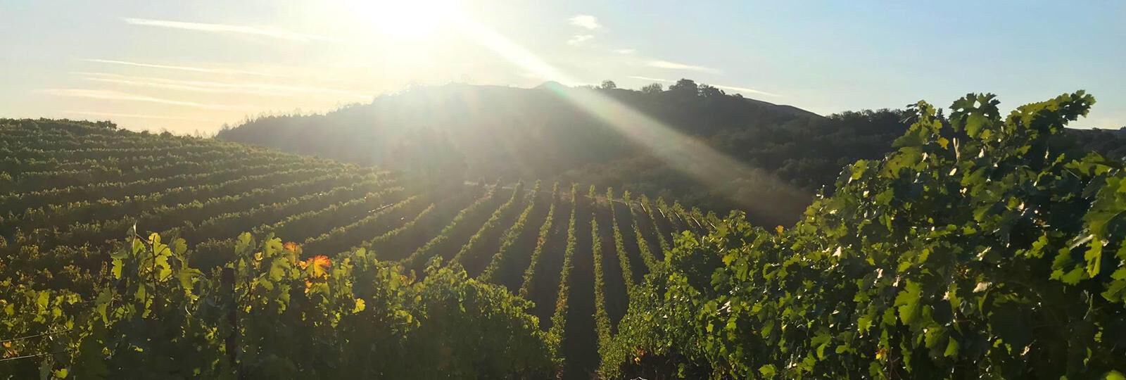 SPOTLIGHTING KNIGHTS CROWN VINEYARD
