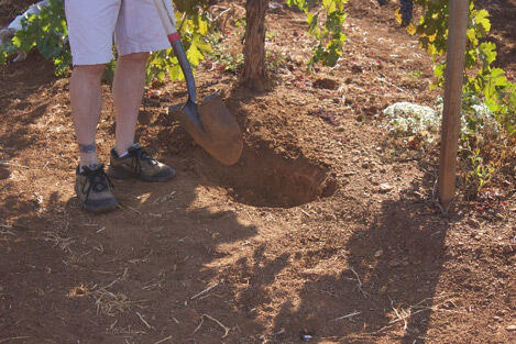 Digging up red dirt in a dry farmed block of Monte Rosso vineyard