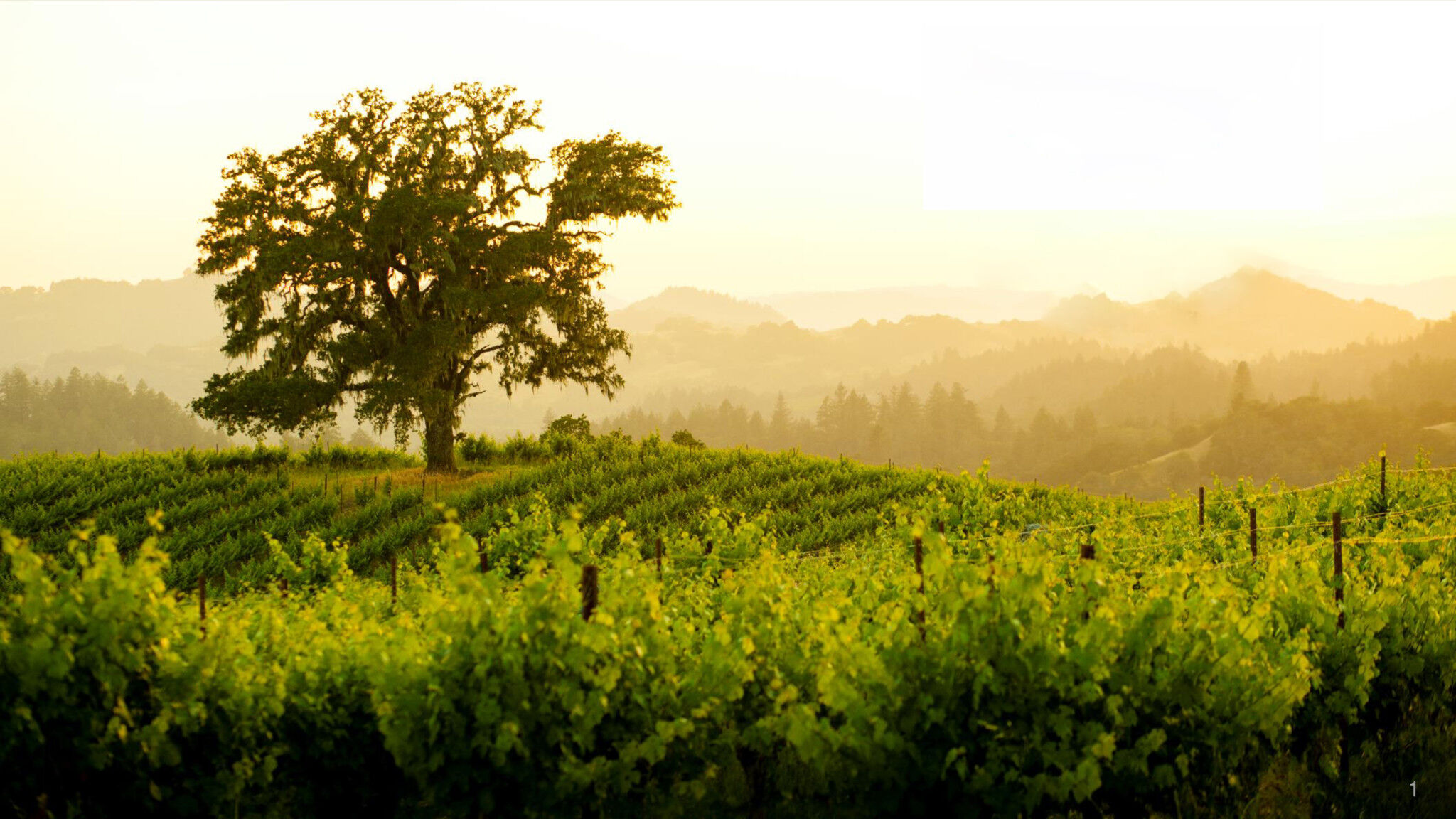 Kellogg vineyard