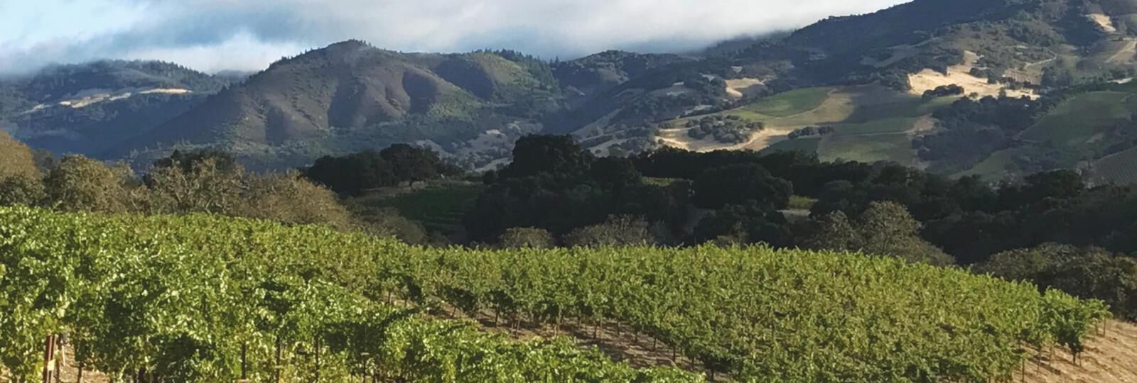 10 INTERESTING FACTS ABOUT SMOTHERS-REMICK RIDGE VINEYARD
