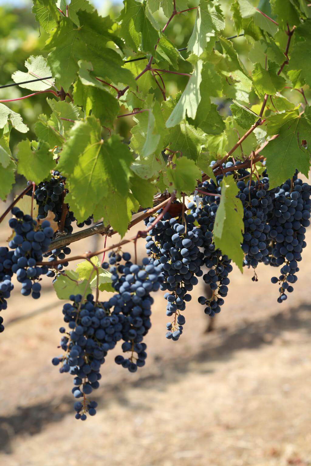 GRAPE HARVESTS HAVE TO BE PLANNED