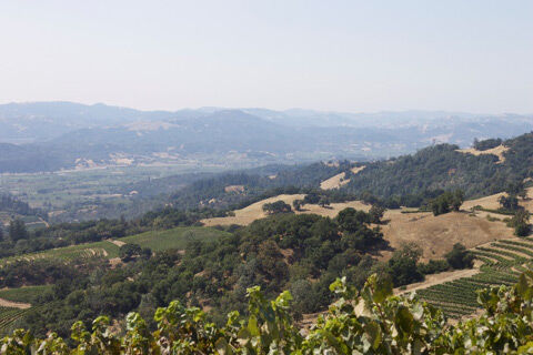 View from Black Mountain hillside overlooking the Alexander Valley