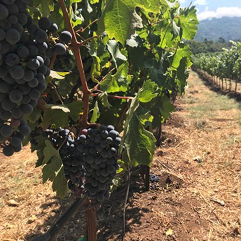 View of a vineyard row with clusters of red grapes hanging off the vineyard vines.