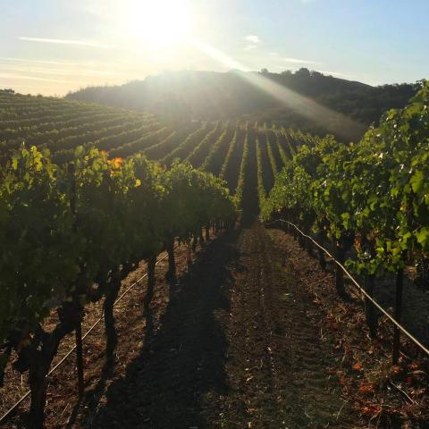 Knight Crown Vineyard with sun setting and shining on the vineyard.