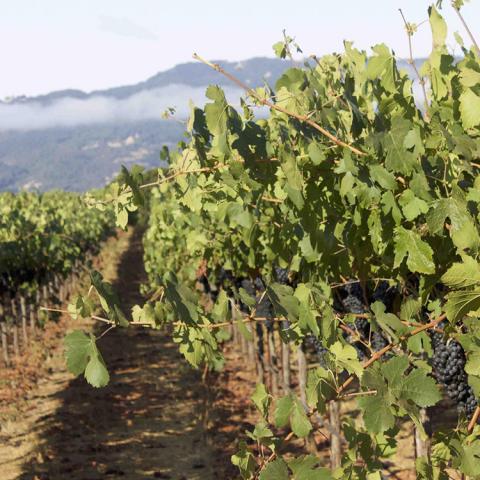 Looking down a vineyard row of Cabernet Sauvignon.